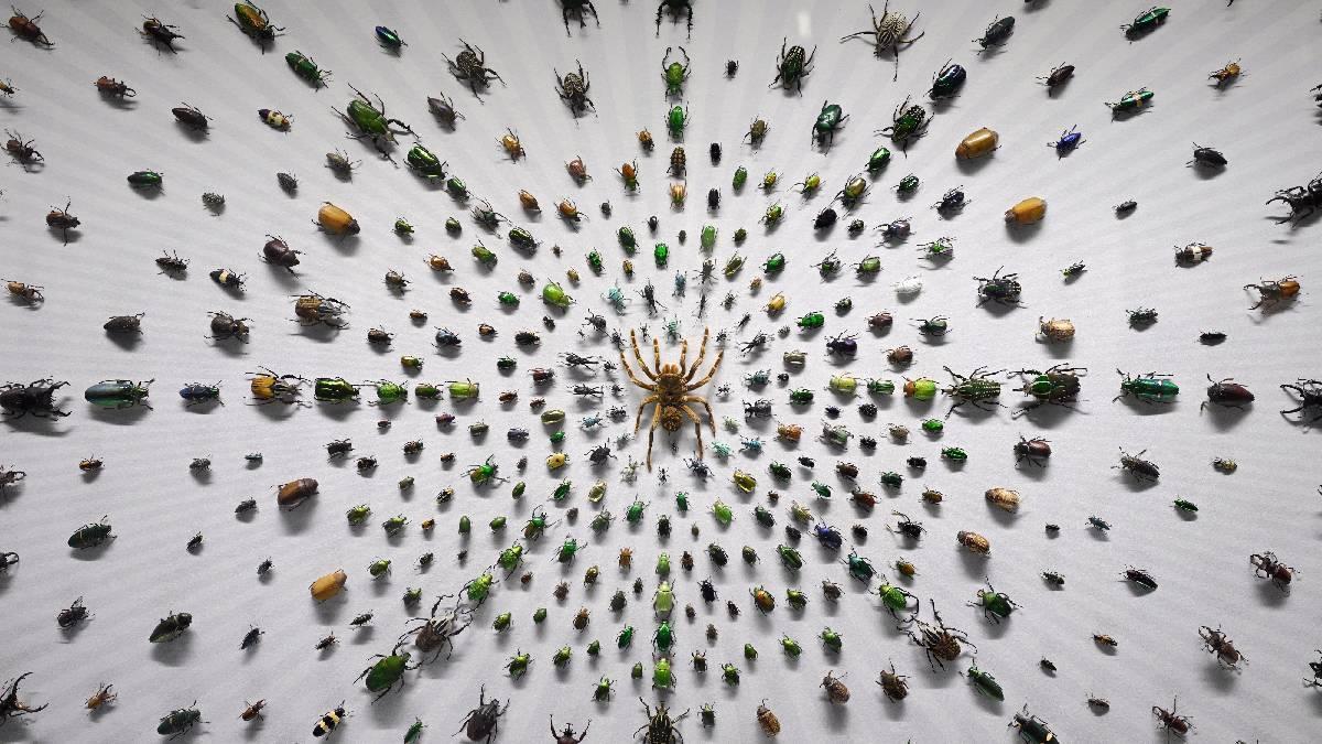 UnoNoticias's tweet image. Científicos chinos descubren 99 nuevas especies de insectos en la meseta Qinghai-Tíbet. #Ciencia unotv.com/ruta-a-china/9…