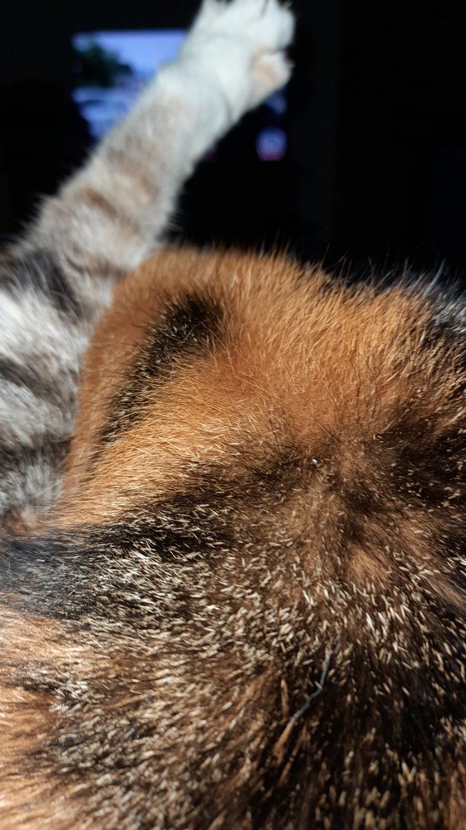 UmaTrauma tweet media