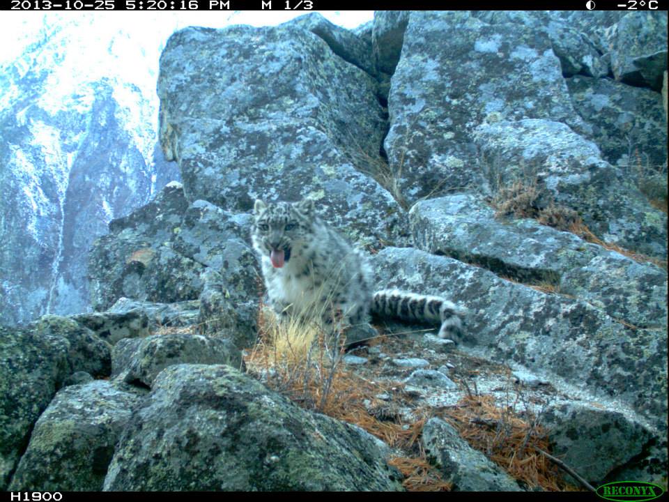 trailcam tweet media