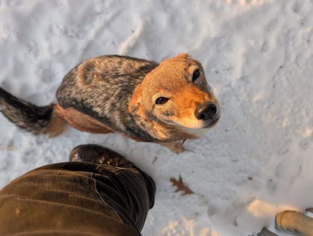 1-800-YOTEBOY tweet media