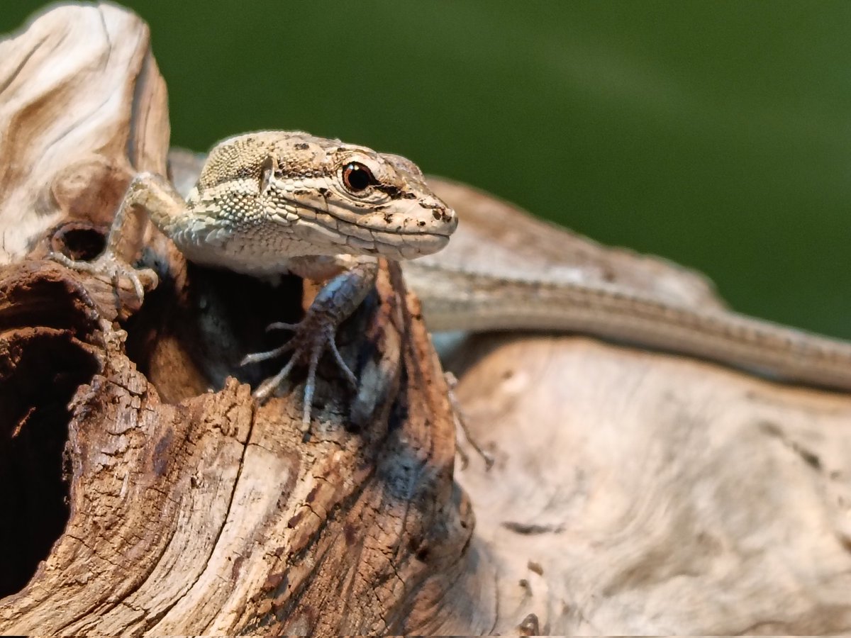 もうこはん tweet media