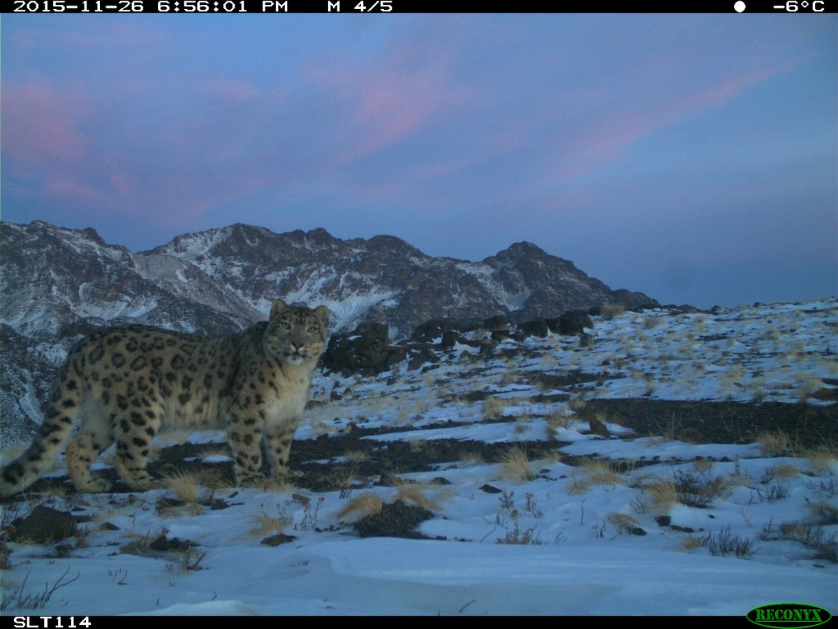 trailcam (@trail_cams) on Twitter photo 