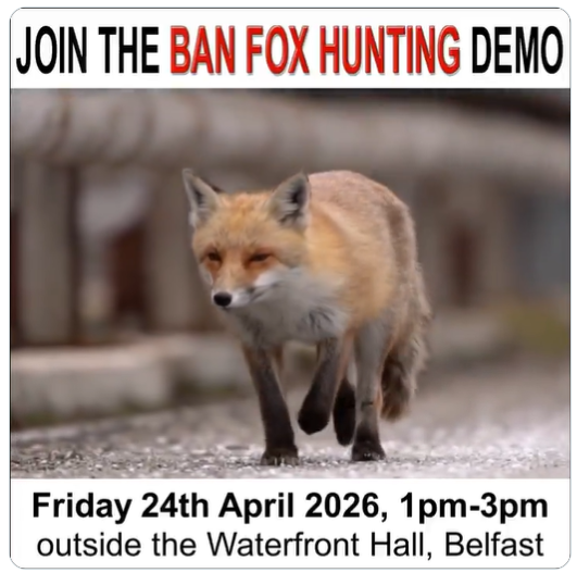 banbloodsports's tweet image. Join the #BanFoxHunting demo this Friday, 24th April 2026, 1pm-3pm outside the Waterfront Hall in #Belfast (venue for the Sinn Fein Ard Fheis) facebook.com/photo.php?fbid… [Organised by the National Animal Rights Association]