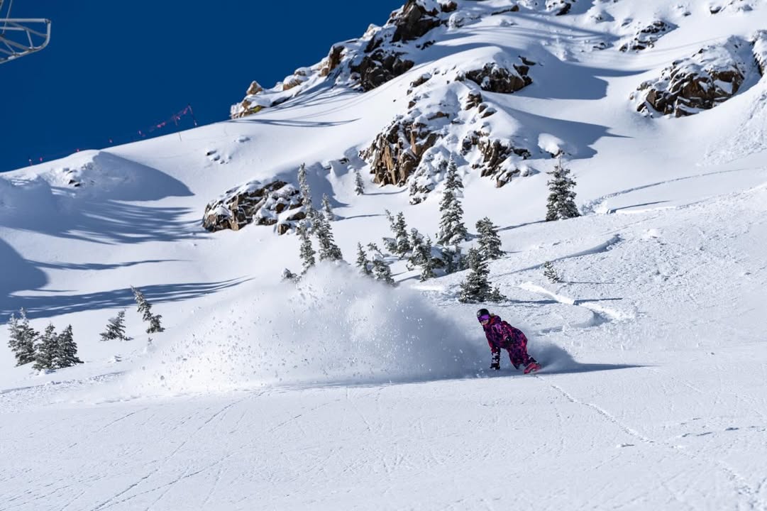 Snowbird tweet media