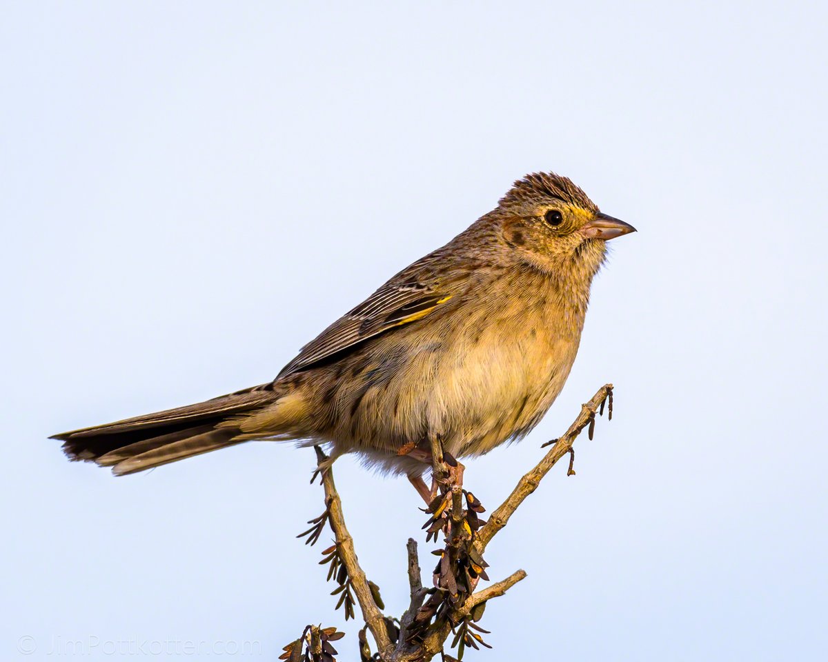 HappyPixr's tweet image. When I'm in the desert scrublands and cacti of the Southwest, I'm always on the lookout for Cassin's Sparrow. I found this one in Texas along the Rio Grande River, where the skies are almost always clear and blazing blue. This time, though, the clouds actually rolled in. #birds