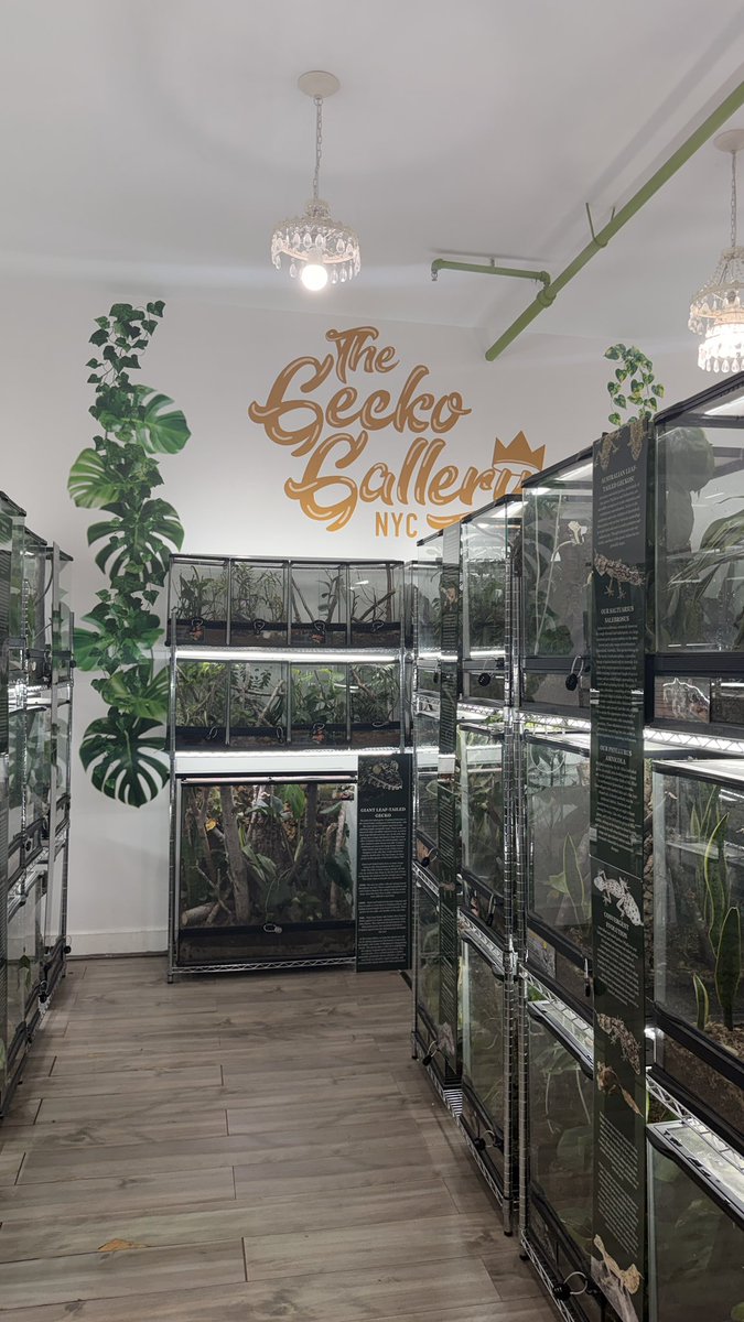 isla de luca tweet media