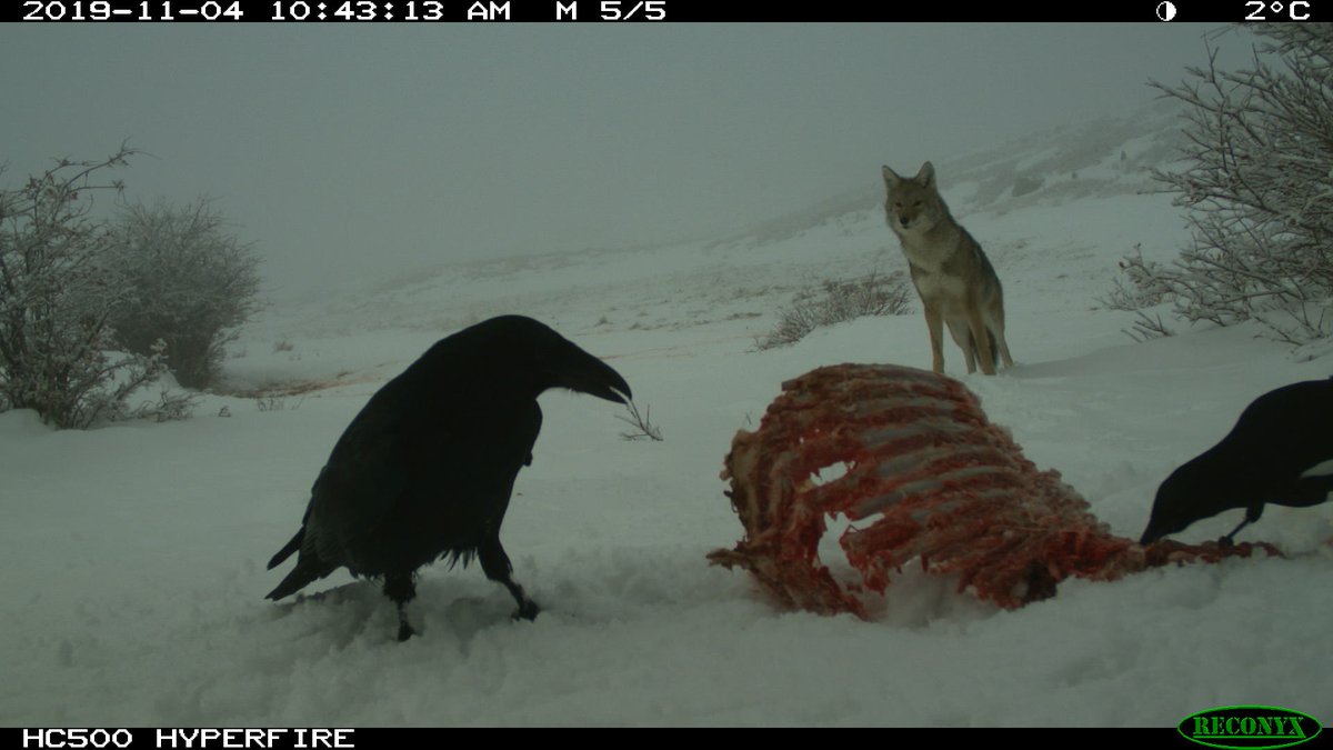 trailcam tweet media