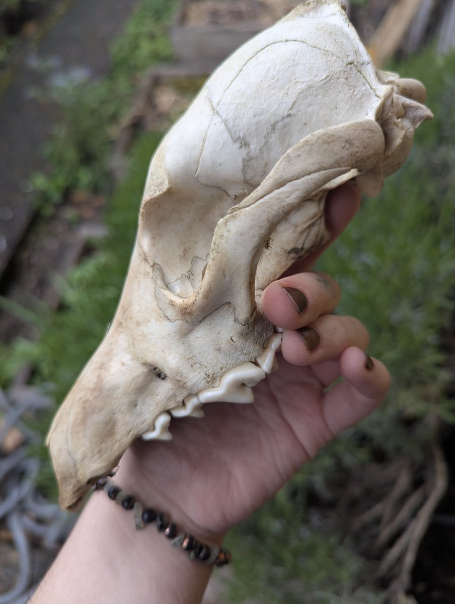 Yote bone cleaning day