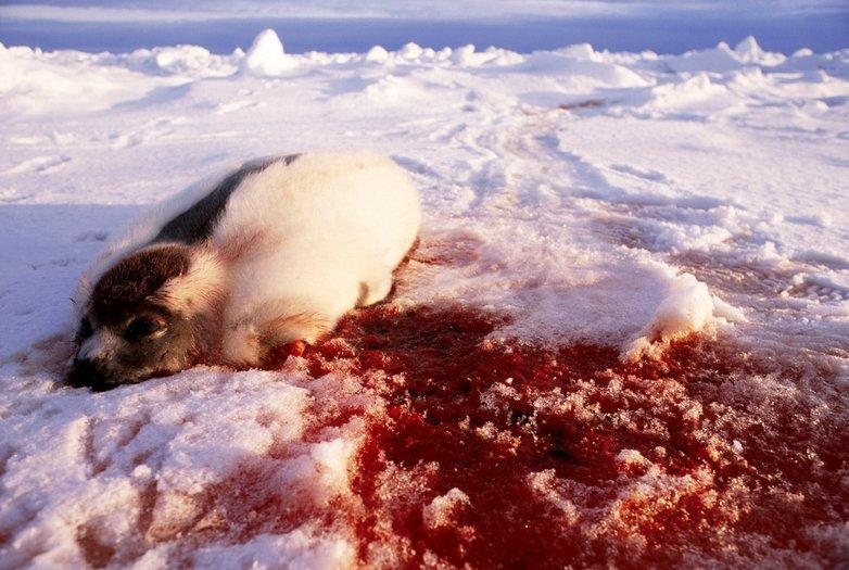 HarpSeals Org tweet media