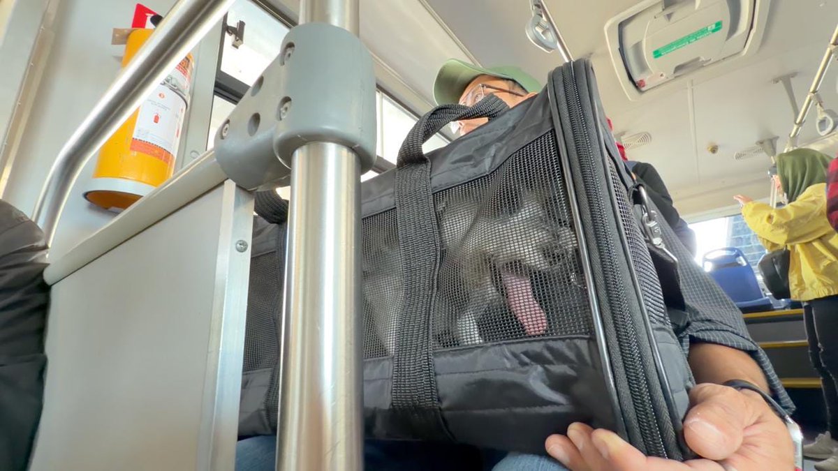 asisucedeqro_'s tweet image. 🪪🐱¡LLEVAR A TU MEJOR AMIGO EN EL #QROBÚS YA ES POSIBLE! ‼️🐶🚌

Ya no lo dejes en casa, #Querétaro se vuelve #PetFriendly. No te pierdas la jornada de registro y servicios #gratuitos este sábado en la #Alameda.

AQUÍ TE CONTAMOS: ➡️ goo.su/e8eqQ7U
#AMEQ #MOVILIDAD