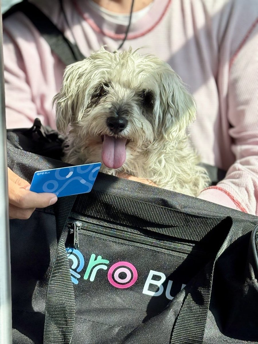 asisucedeqro_'s tweet image. 🪪🐱¡LLEVAR A TU MEJOR AMIGO EN EL #QROBÚS YA ES POSIBLE! ‼️🐶🚌

Ya no lo dejes en casa, #Querétaro se vuelve #PetFriendly. No te pierdas la jornada de registro y servicios #gratuitos este sábado en la #Alameda.

AQUÍ TE CONTAMOS: ➡️ goo.su/e8eqQ7U
#AMEQ #MOVILIDAD