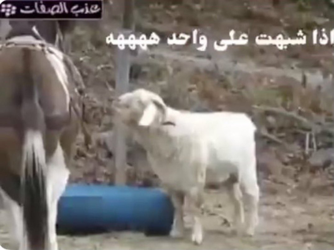 أهذهِ صَخرةٌ أم هذهِ كَبِدُ tweet media