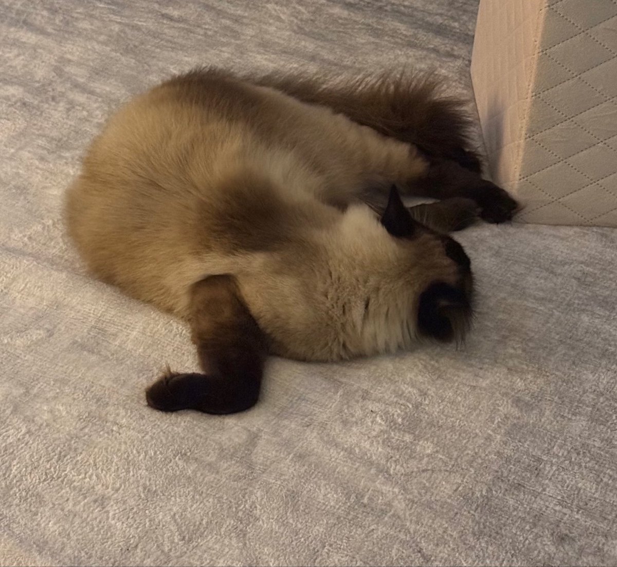 ねこさん🦉元保護猫フクロウ (@necosan__cat) / Posts / X