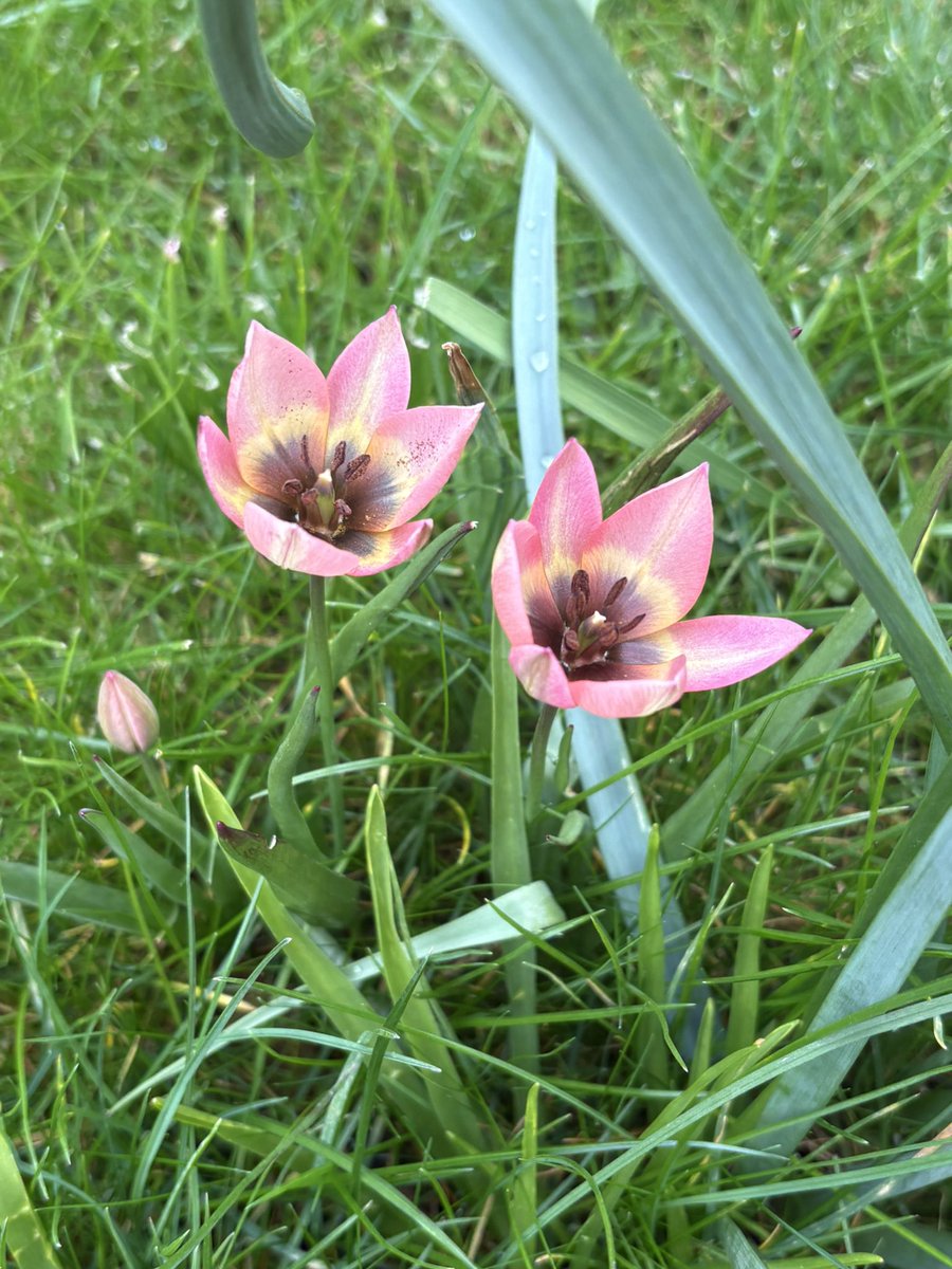 papaver's tweet image. Today’s favourite tulip - I think it’s called Dannique - a survivor from a previous planting scheme that insists on pushing up through the new front lawn. I am happy to encourage this. #gardening #tulips #mygarden #GardeningX #gardeningtwitter