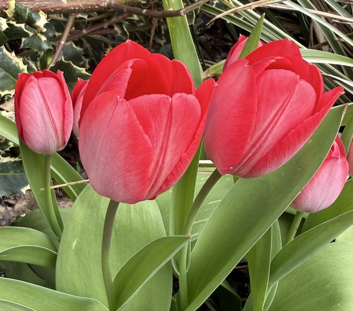 Su73669564's tweet image. Anyone for some colour #Red photos? 

Let’s see what you’ve got….

Oh….tulips…go on then! 🙄🤭😄👍
