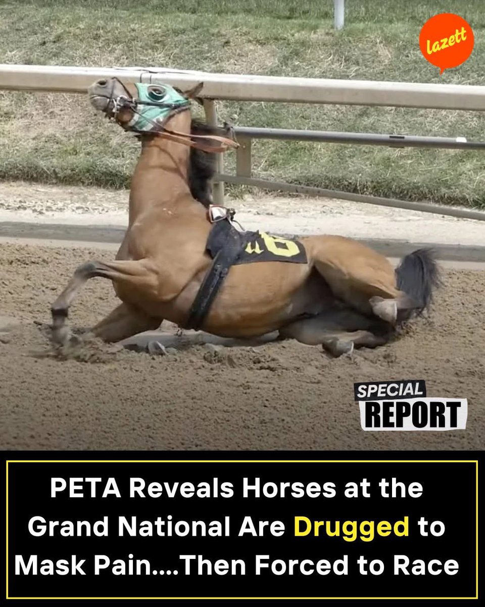 Behind the spectacle of the Grand National is a detail that rarely makes the headlines.

PETA has highlighted that horses competing at Aintree are sometimes administered legal and illegal drugs, including pain-masking medications, before being sent out to race. 

The purpose is