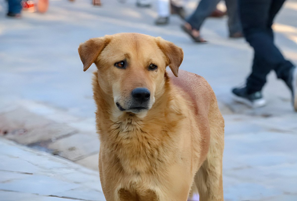 AntonioAcuaPani's tweet photo. La ciudad sorda e indiferente les da la espalda a muchos perros abandonados que esperan una oportunidad que nunca llega. https://t.co/saFMQs12ZW