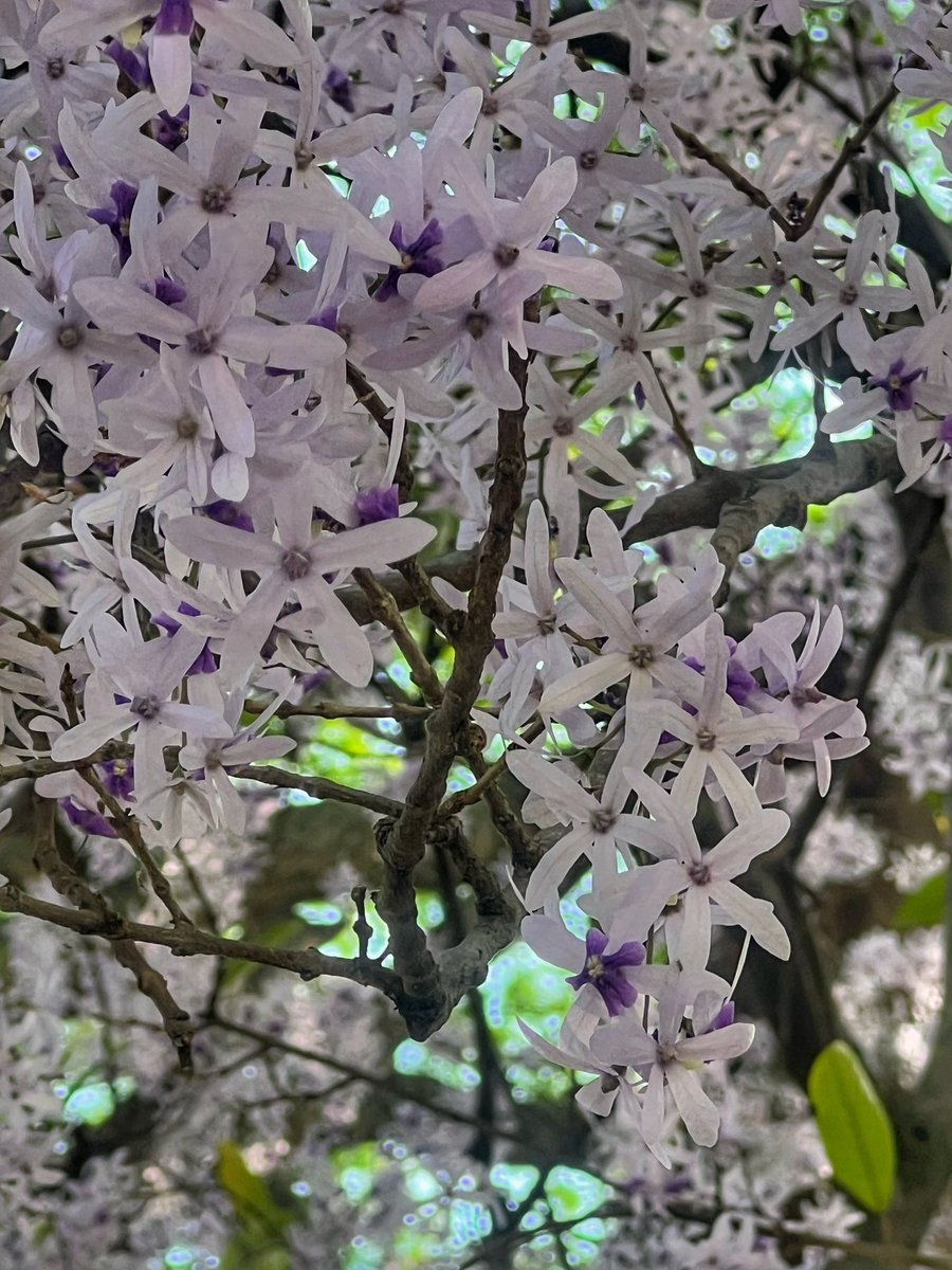 Gaby Arocha tweet media