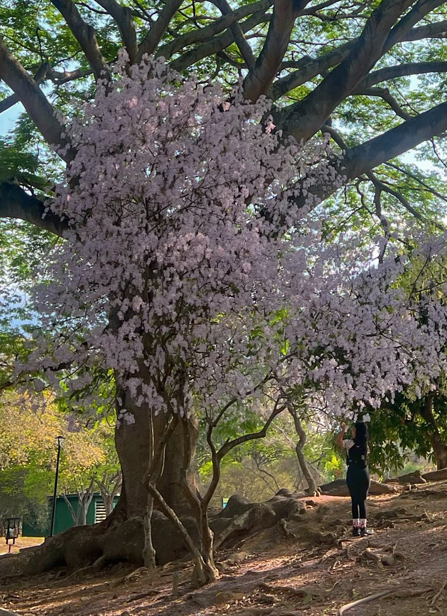 Gaby Arocha tweet media