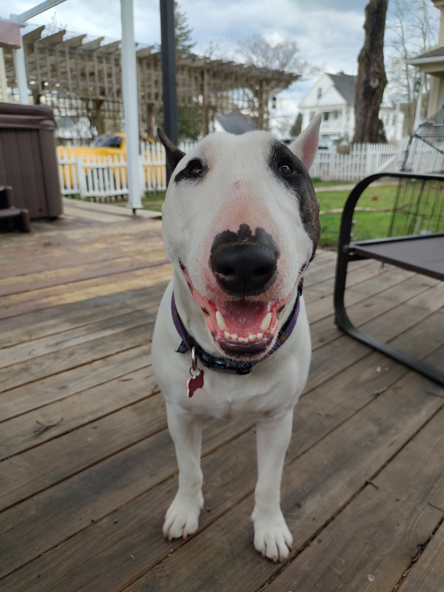 Spike The Rescue Pup & Rex The TV Terrier ®🌈🐾 tweet media
