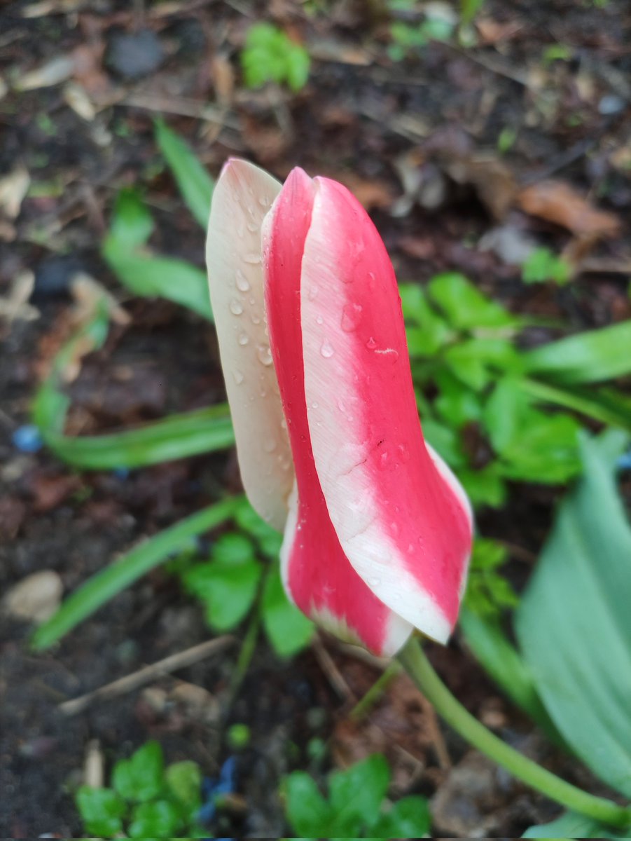 Nata27Best's tweet image. Ранние тюльпаны расцвели на клумбе недалеко от моего дома. 
💧🌷💧
#MyPhoto
#SpringVibes 
#Flowers