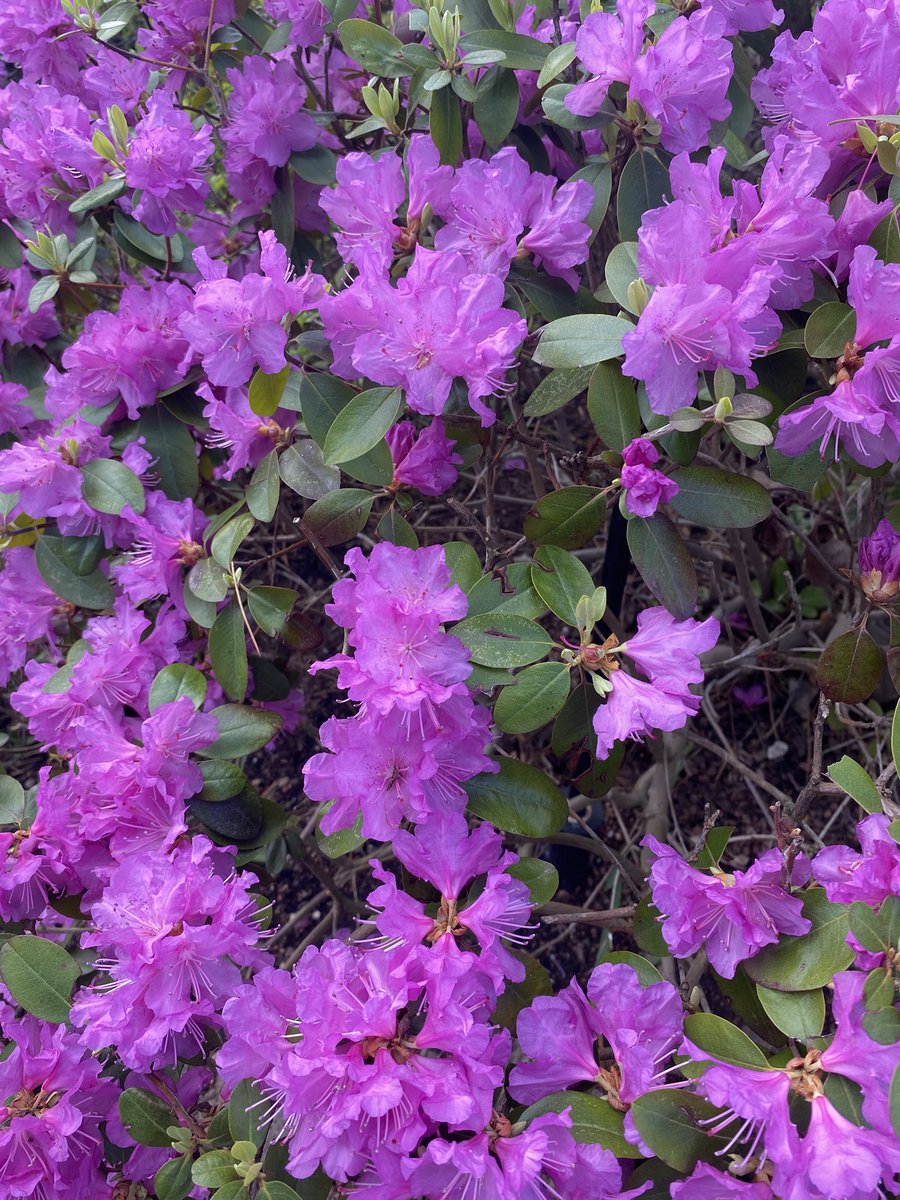 crymarm's tweet image. #today
#purple
#fiusha
#flores
#flowers 
#goodday