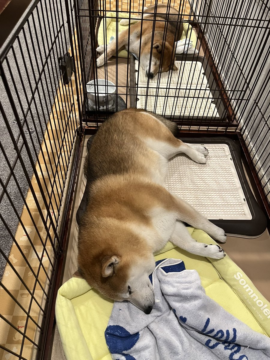 @Ducaduca柴犬御殿完成 tweet media