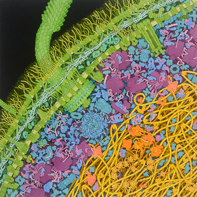 NornGroup's tweet photo. Half a century ago, a group of visionary US and UK scientists shared seven protein structures in a new public archive called the Protein Data Bank.

Over the decades that followed, that early archive grew into the massive data corpus that enabled AlphaFold.

So how did a tiny archive become one of the most important scientific assets in history?