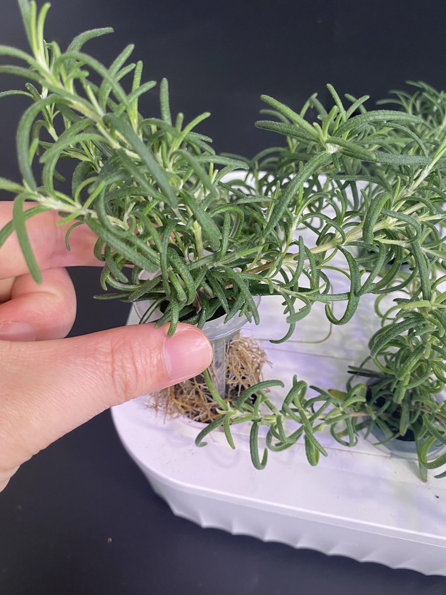 Mee Nûran tweet media