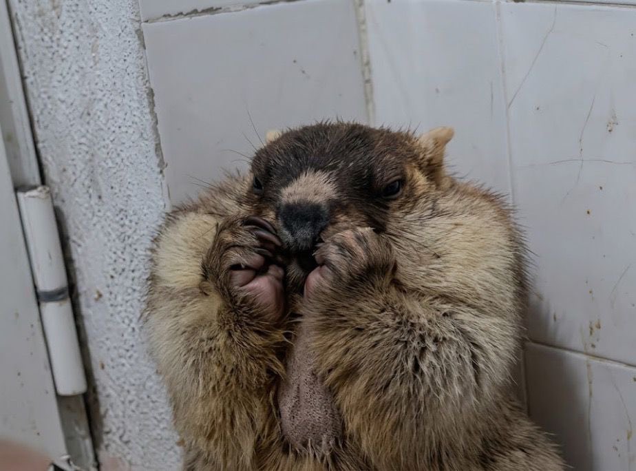 TAJMEEL | تجميل tweet media