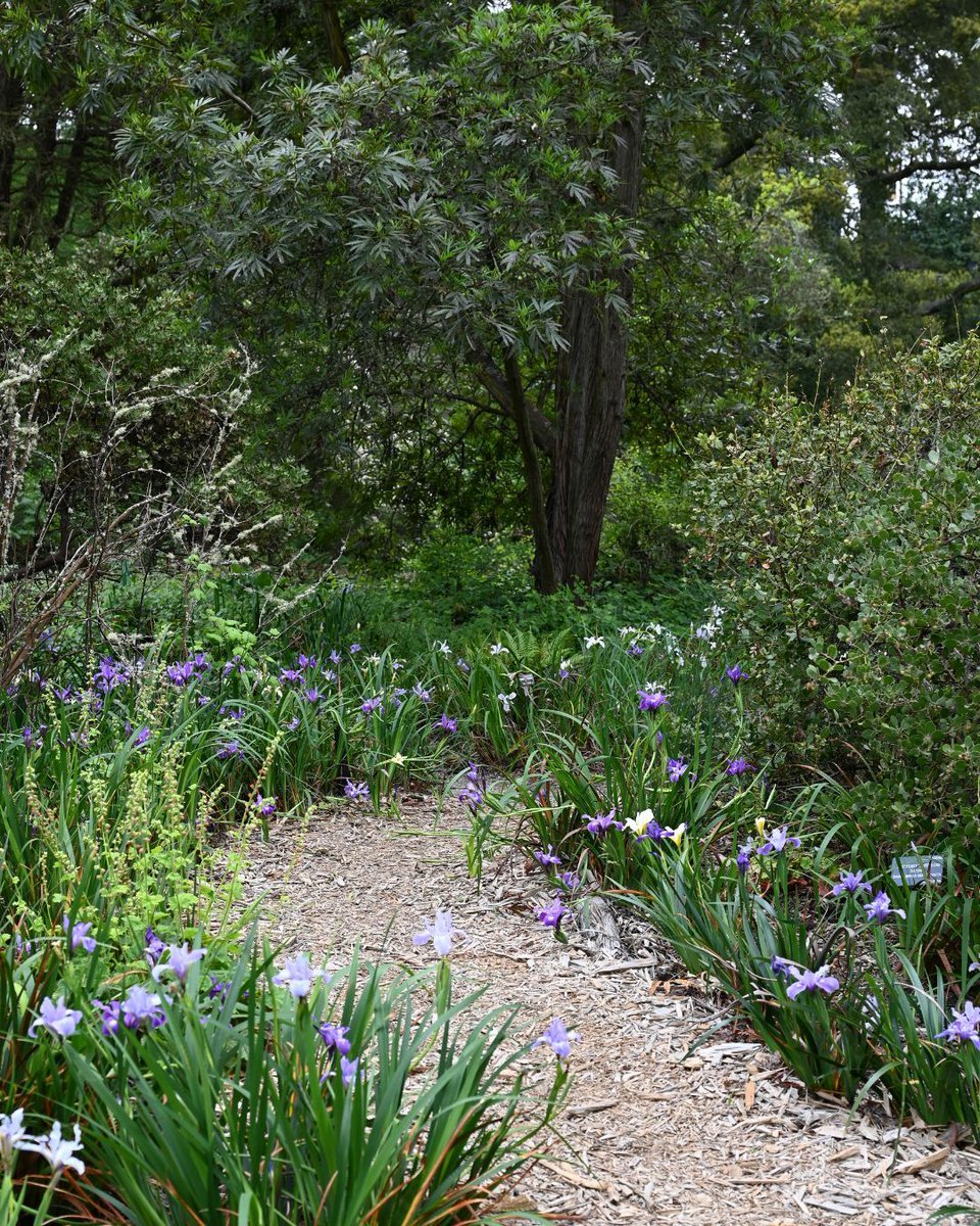 San Francisco Botanical Garden tweet media