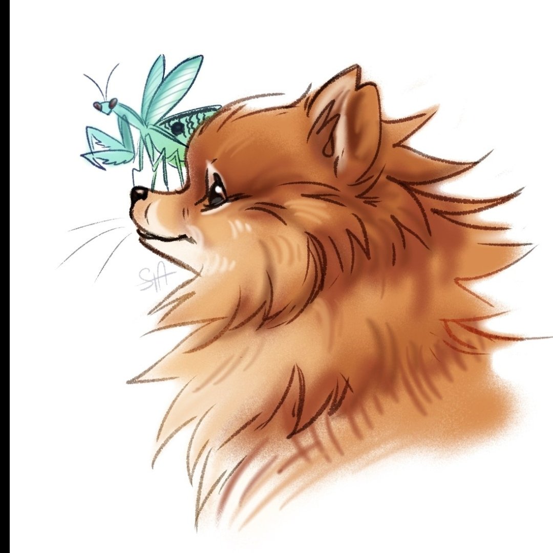 SetonAllison's tweet photo. pom! #art #pomeranian #mantis https://t.co/6dgWMZDFsP