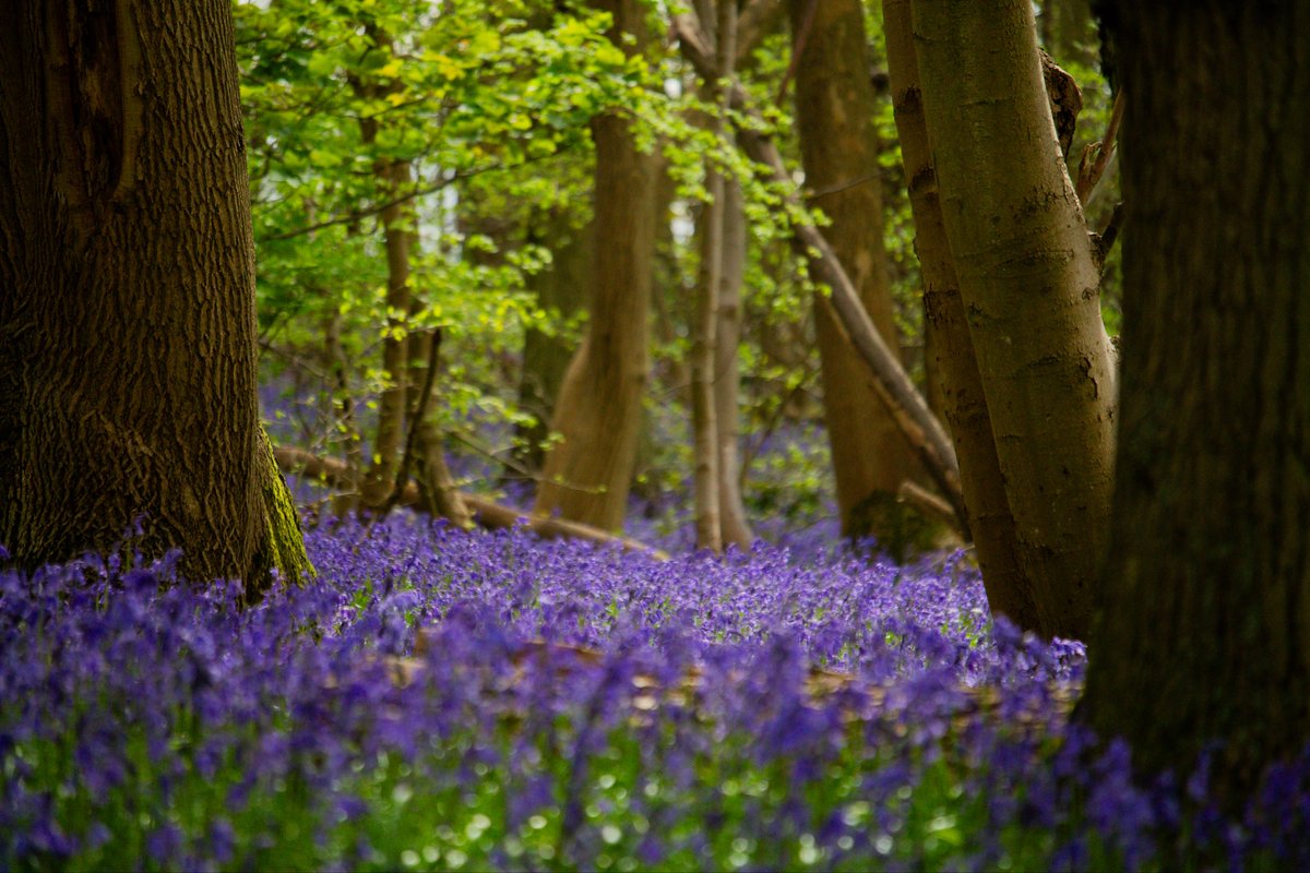 Brother Jördh tweet media