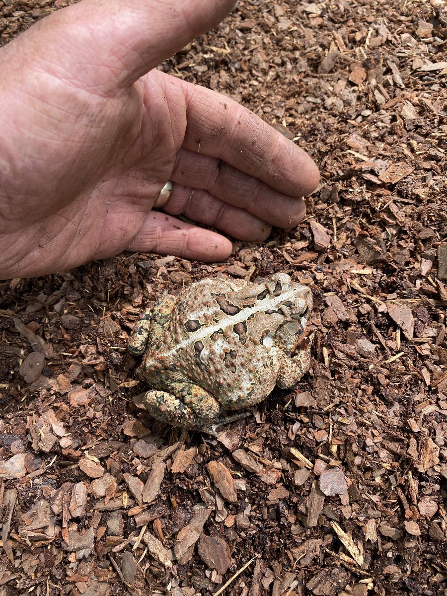 A young hippie told me, “find your toad.” I don’t think this is what he meant, but it’s a start