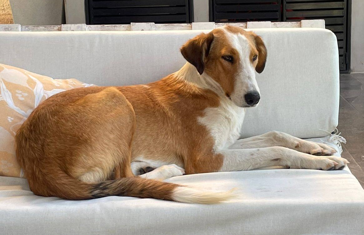 eltuitdemarsh's tweet photo. Urge un hogar para este perrito abandonado y muy probablemente maltratado. Tiene un año aproximado. Se encuentra castrado. Es muy dócil y regalón. Le gusta jugar, pero también sabe quedarse tranquilo a tu lado. Si deseas darle un hogar, comunícate al +56947441112. Favor RT!
#Buin https://t.co/903gdox8Dg
