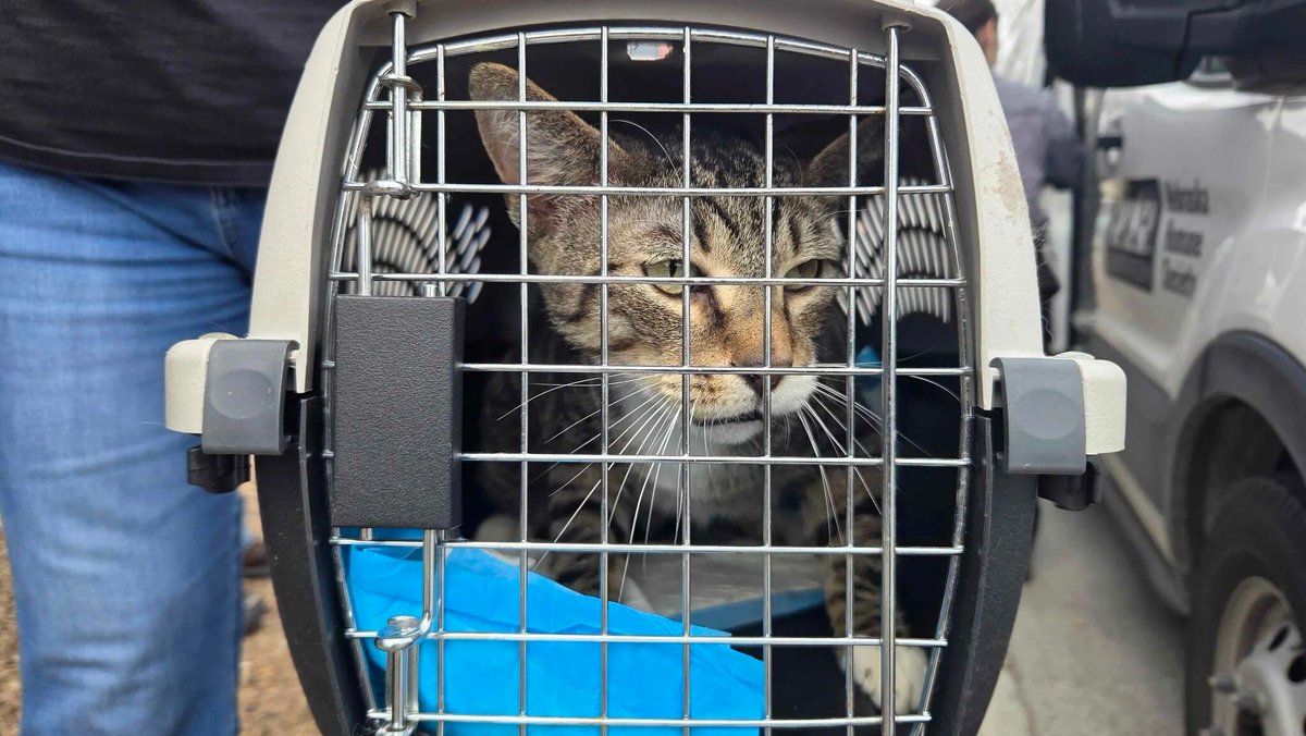 Nebraska Humane Society tweet media