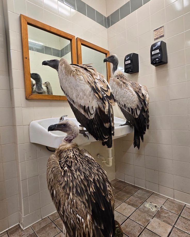 bisexual sailor punk rocker tweet media