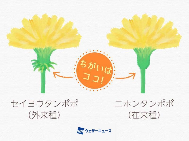 【タンポポの見分け方🌼】
道端や公園で黄色い花を咲かせ、春の訪れを告げるタンポポ。
日本で見られるタンポポは、主に在来種のニホンタンポポと外来種のセイヨウタンポポの2種類で、花の付け根にある「総苞片(そうほうへん)」の形で見分けられます。
weathernews.jp/news/202604/15…
