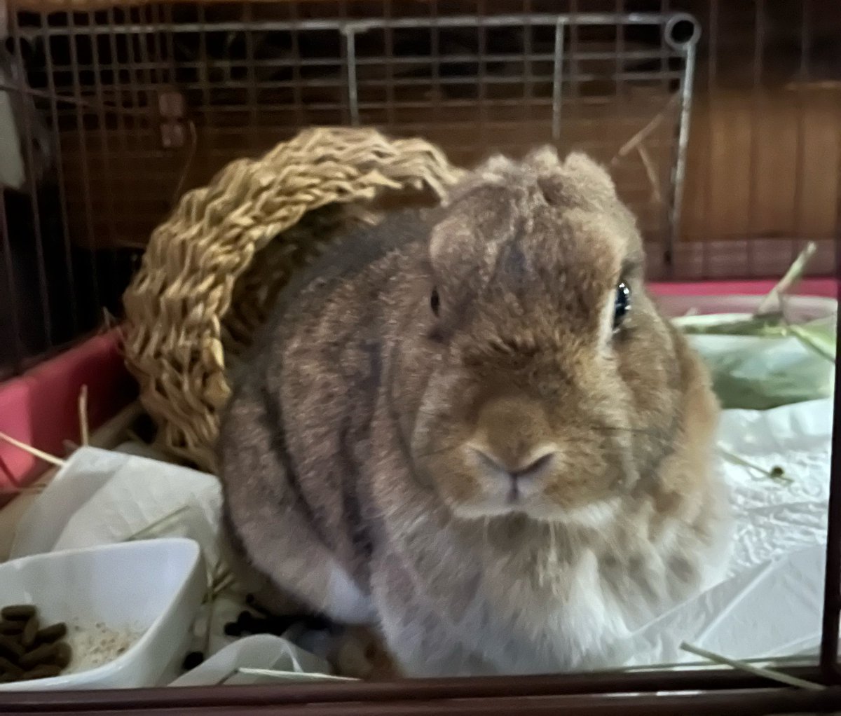 rabbit house tweet media