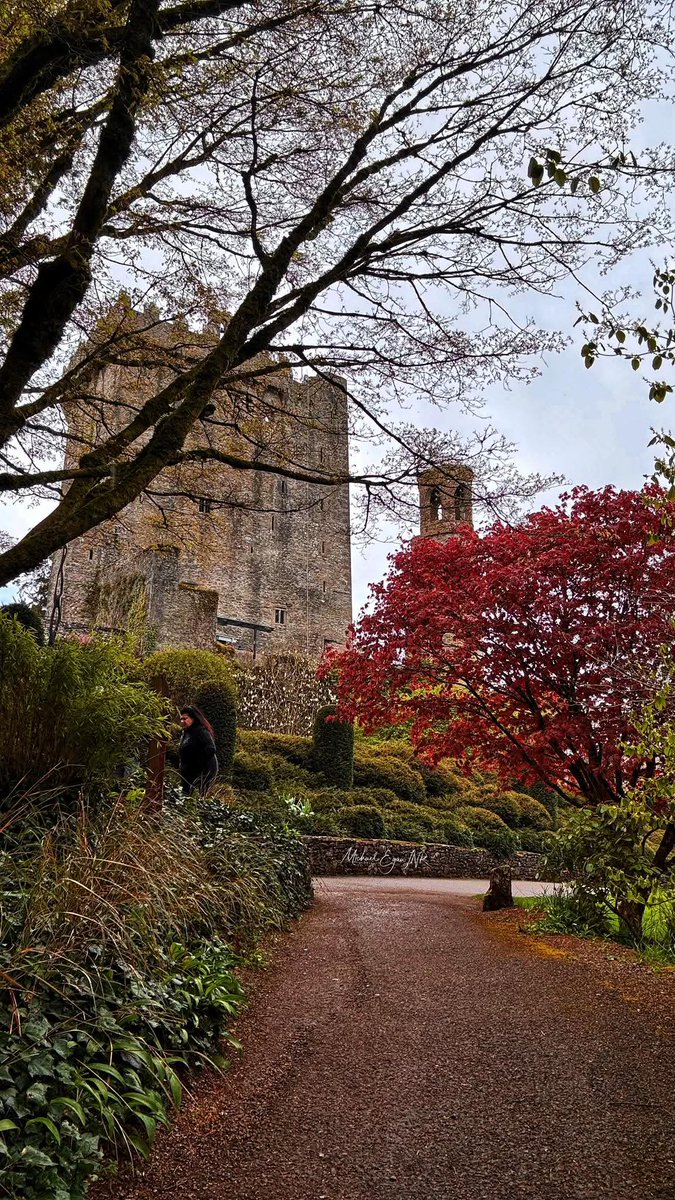 ThisIsIreland3's tweet image. Blarney Castle and Gardens, a must visit if you're in Cork 🏰💚

📍County Cork, Ireland 🇮🇪 

📸 Michael Egan JNR 

#Ireland #Castle #Cork #Blarney #Gardens #BlarneyCastle