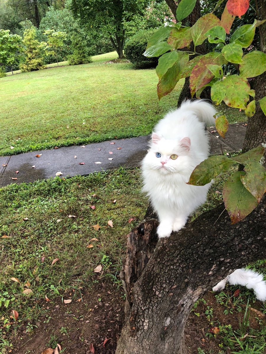 Purely Green tweet media