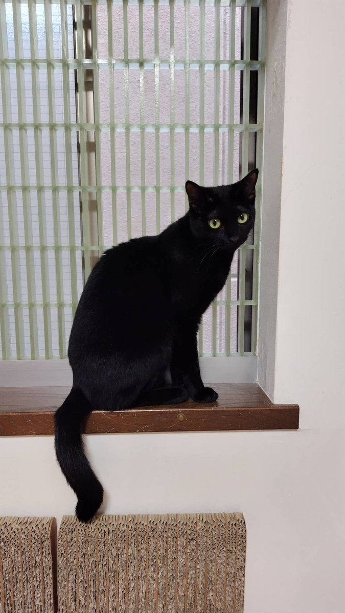 ご飯ありがとうございます。

Catioは明日まで工事のためお休みです。