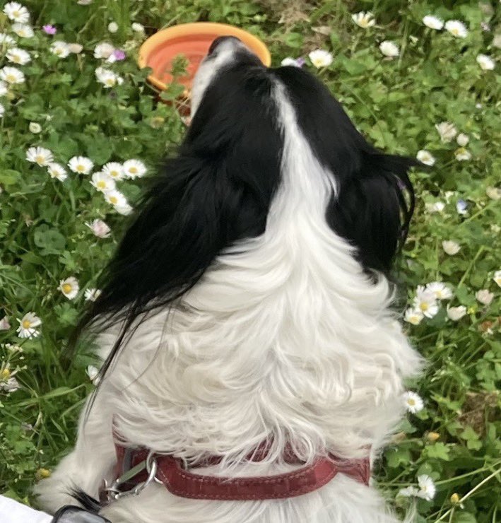 Phra 🦩 WHA brain tweet media