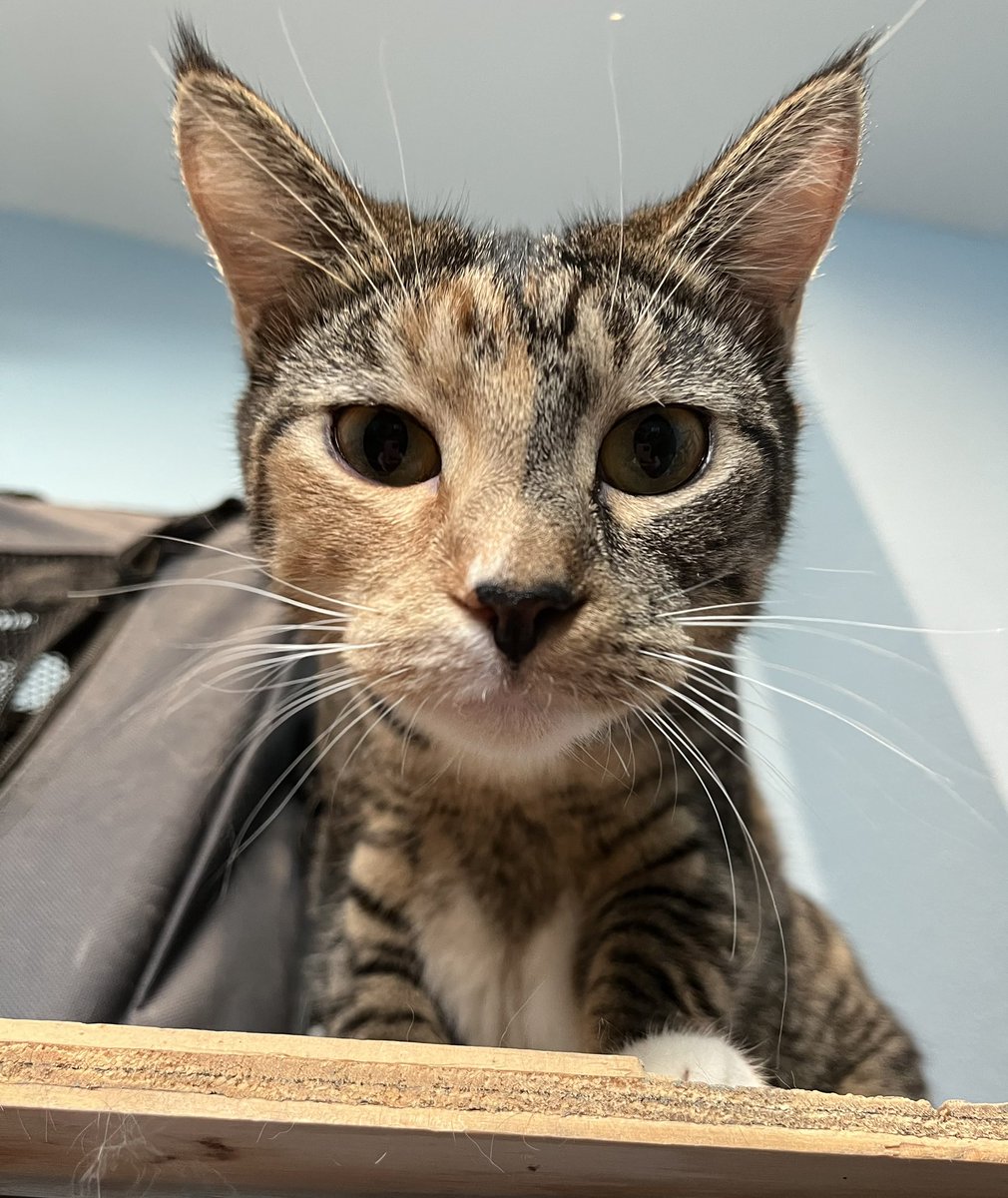 Mandarin’s Retreat tweet media