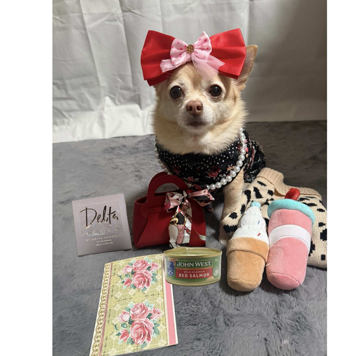 Pomchi_Puppy's tweet image. I got my first birthday present yesterday from my beautiful friend Gizmo and his lovely mother Korina on Instagram. Mum still can’t believe that she actually sent a tin of salmon 😂 🐾

#tinkerbellthepomchi #dogsofx #pomchi #tatertotsquad