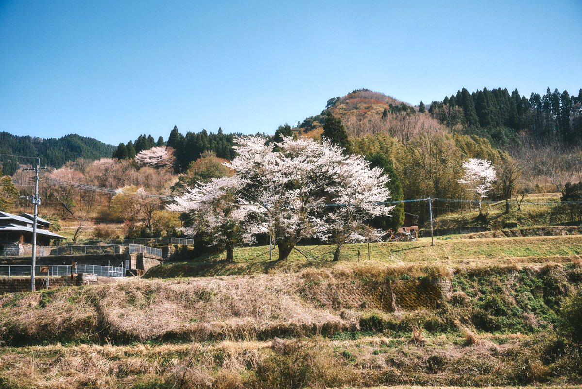 真道 健志 / Shindo Takeshi tweet media