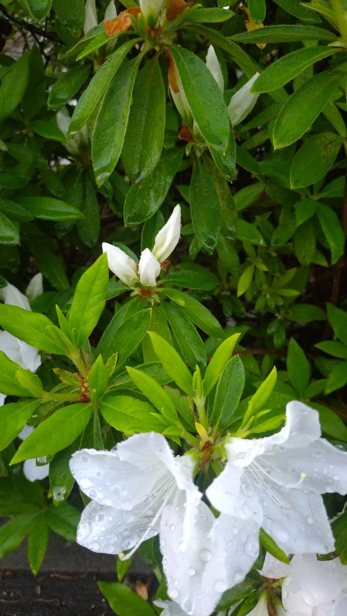 ☆スミス☆🌜 tweet media