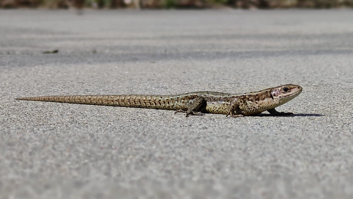 Krzysztof K. tweet media