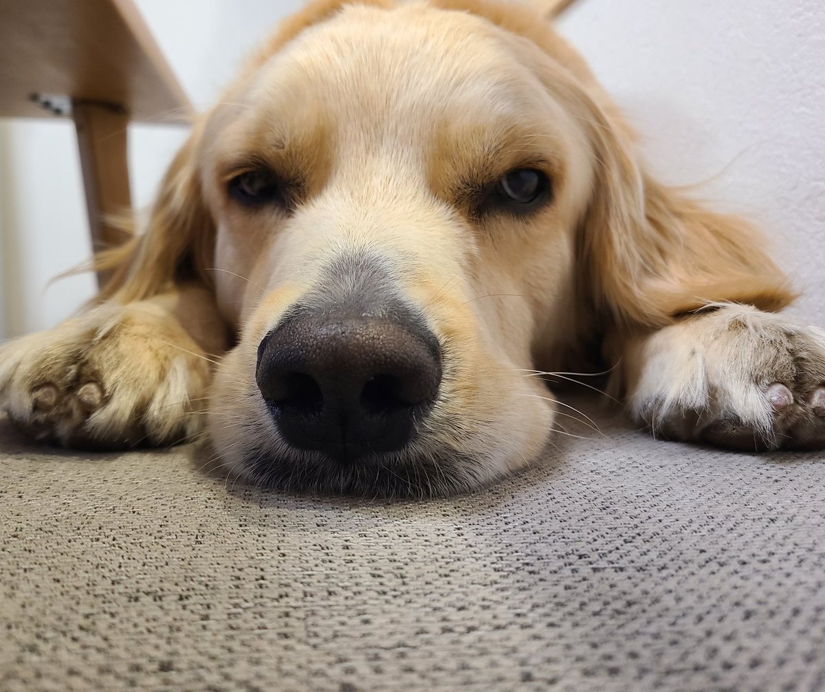 ベイリー♡ゴールデンレトリバー tweet media