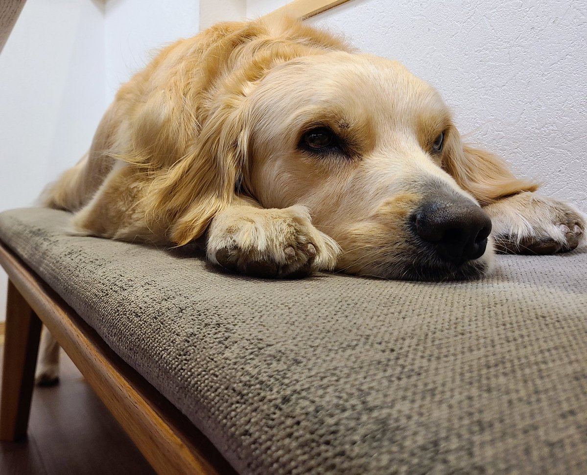 ベイリー♡ゴールデンレトリバー tweet media